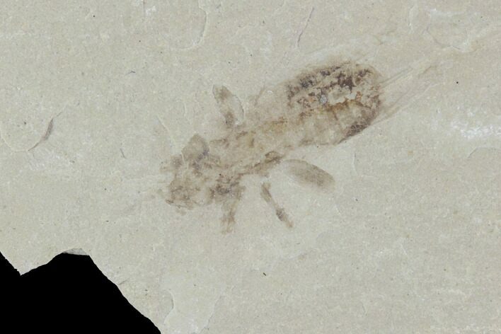 Fossil Cricket & Leaves - Green River Formation, Utah #94824